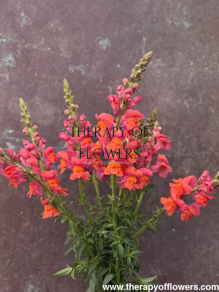 Snapdragon ‘Monaco Orange’ | Antirrhinum majus | Group 3 - 20 seeds - seeds