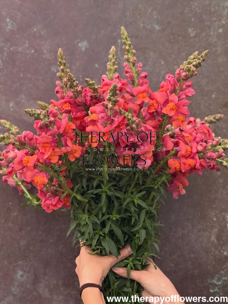 Snapdragon ‘Monaco Orange’ | Antirrhinum majus | Group 3 - 20 seeds - seeds