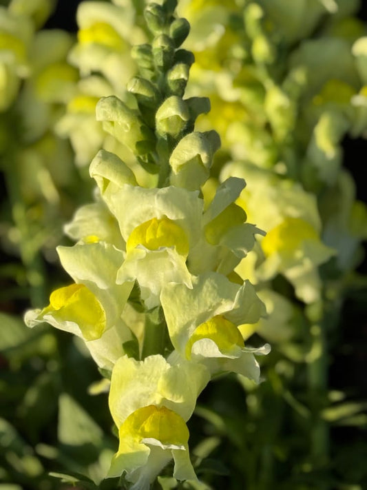 Snapdragon Orleans Early Lemon F1 | Group 3,4 | Antirrhinum majus therapyofflowers.com