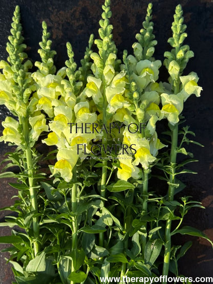 Snapdragon Orleans Early Lemon F1 | Group 3,4 | Antirrhinum majus therapyofflowers.com