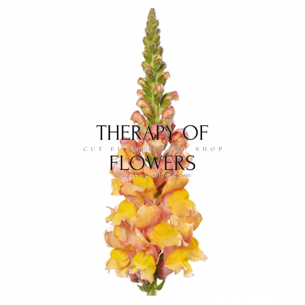 Snapdragon Orleans Light Orange F1 | Group 3,4 | Antirrhinum majus - 20 seeds / Bright orange - Seeds
