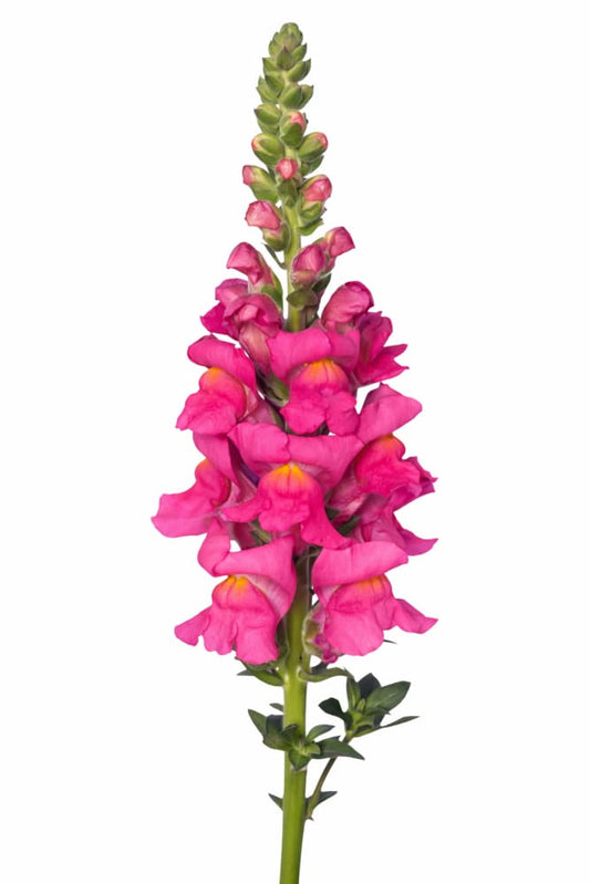 Snapdragon Orleans Rose F1 | Group 3,4 | Antirrhinum majus - 20 seeds / Rich rose - Seeds