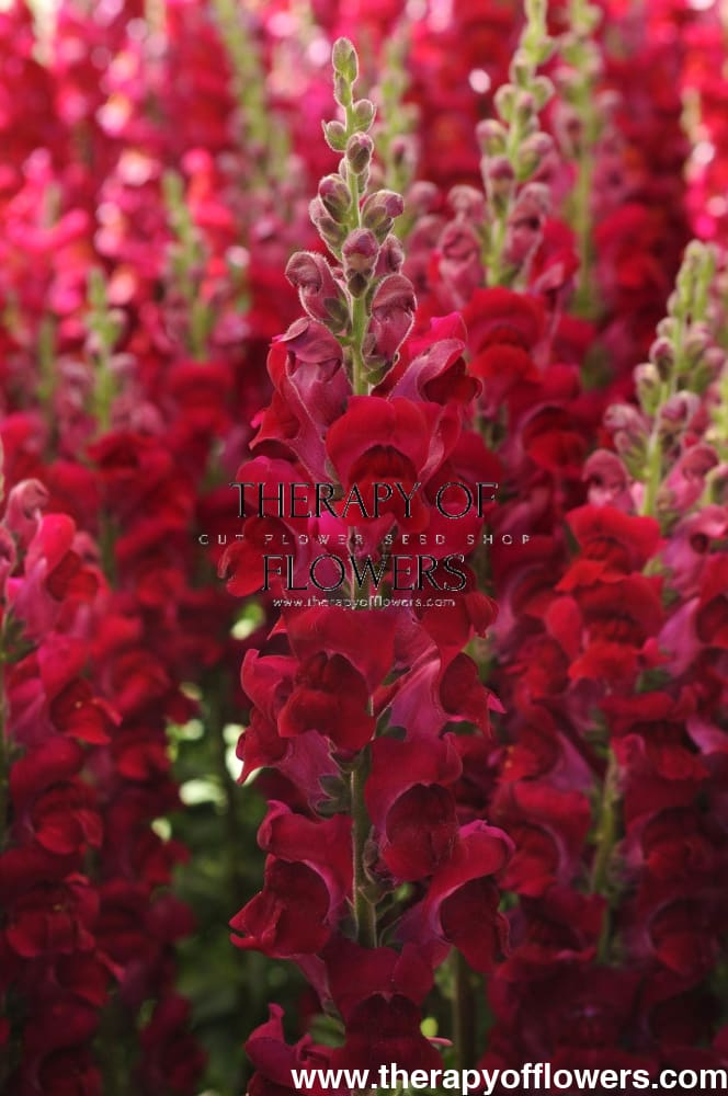 Snapdragon Potomac Crimson | Group 3,4 | Antirrhinum majus therapyofflowers.com