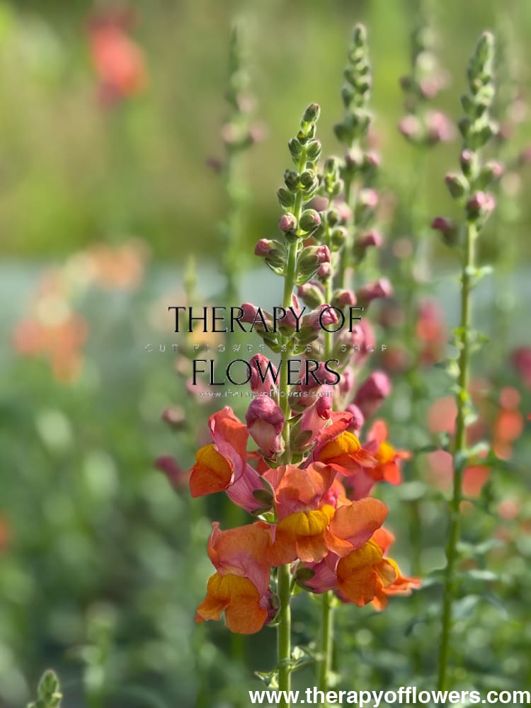 Snapdragon Potomac Dark Orange | Group 3,4 therapyofflowers.com