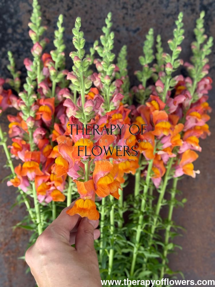 Snapdragon Potomac Dark Orange | Group 3,4 therapyofflowers.com