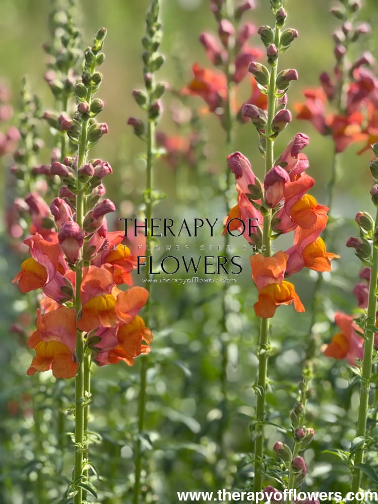 Snapdragon Potomac Dark Orange | Group 3,4 therapyofflowers.com