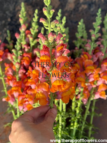 Snapdragon Potomac Dark Orange | Group 3,4 therapyofflowers.com