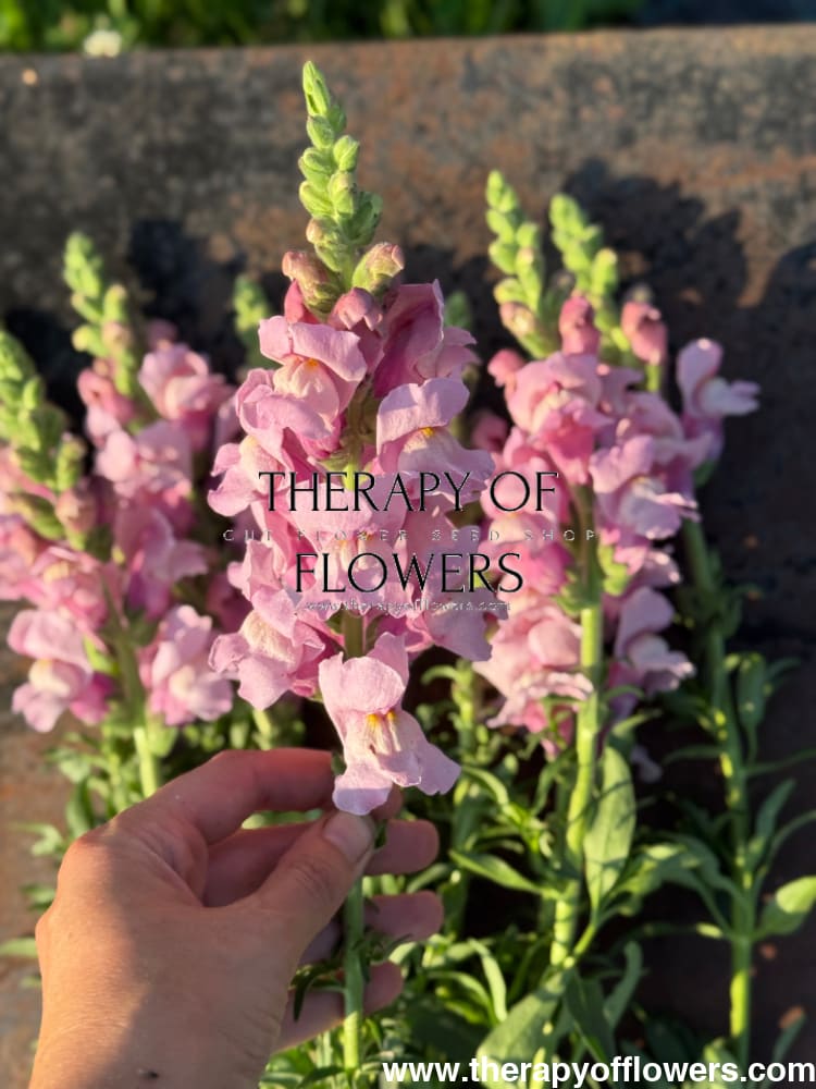 Snapdragon Potomac Lavender | Group 3,4 therapyofflowers.com
