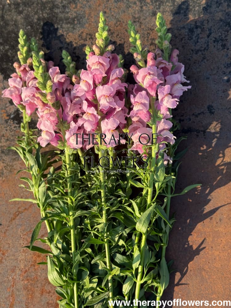 Snapdragon Potomac Lavender | Group 3,4 therapyofflowers.com