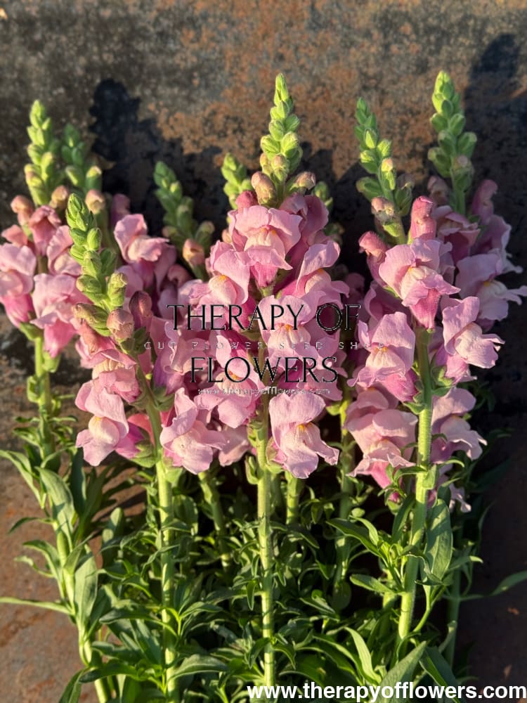 Snapdragon Potomac Lavender | Group 3,4 therapyofflowers.com