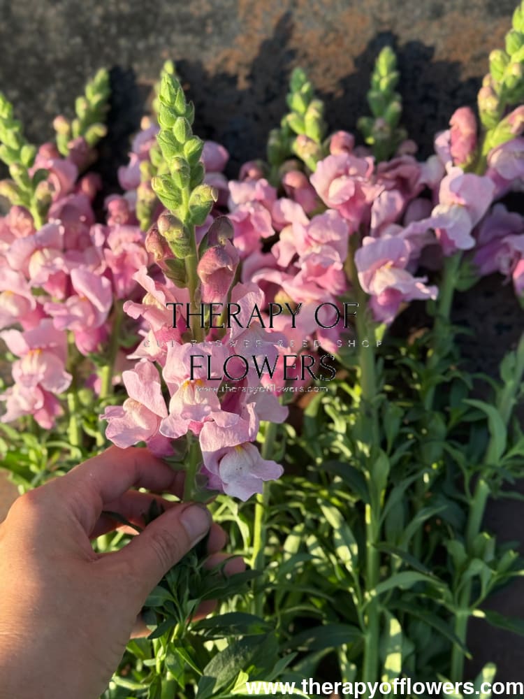 Snapdragon Potomac Lavender | Group 3,4 therapyofflowers.com