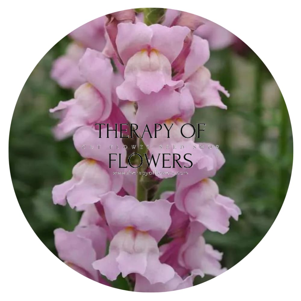 Snapdragon Potomac Lavender | Group 3,4 therapyofflowers.com