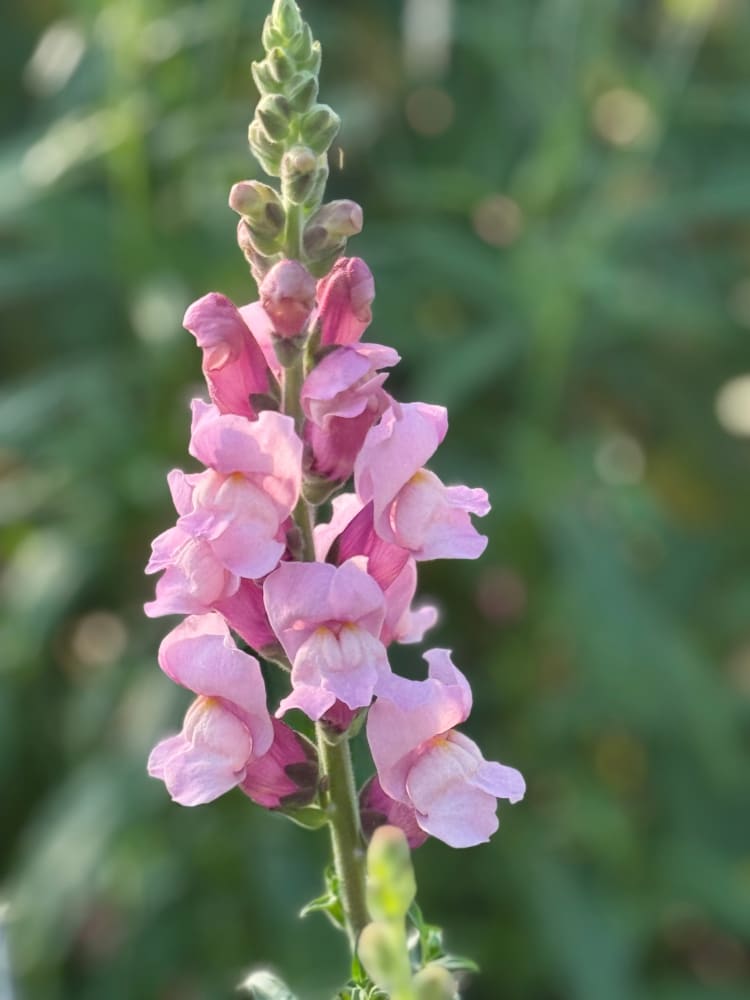 Snapdragon Potomac Lavender | Group 3,4 therapyofflowers.com