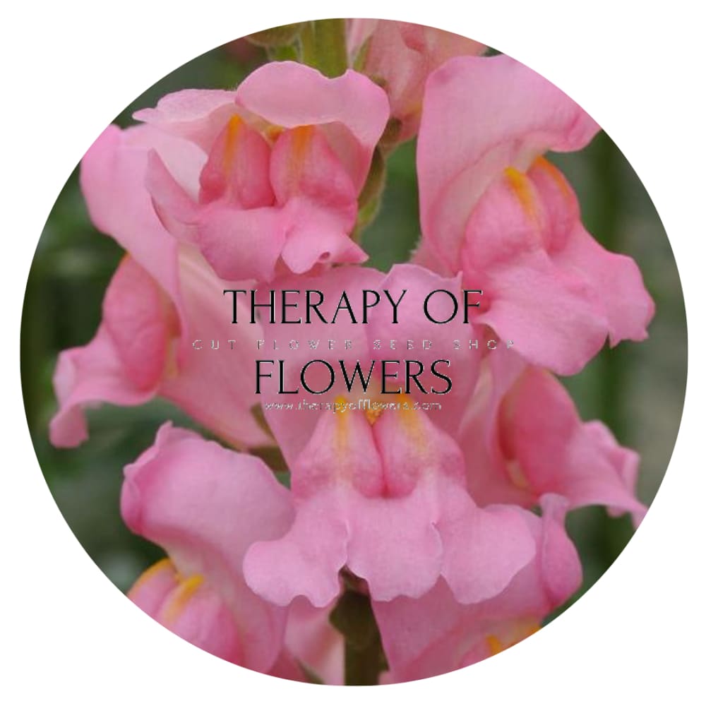 Snapdragon Potomac Pink | Group 3,4 therapyofflowers.com