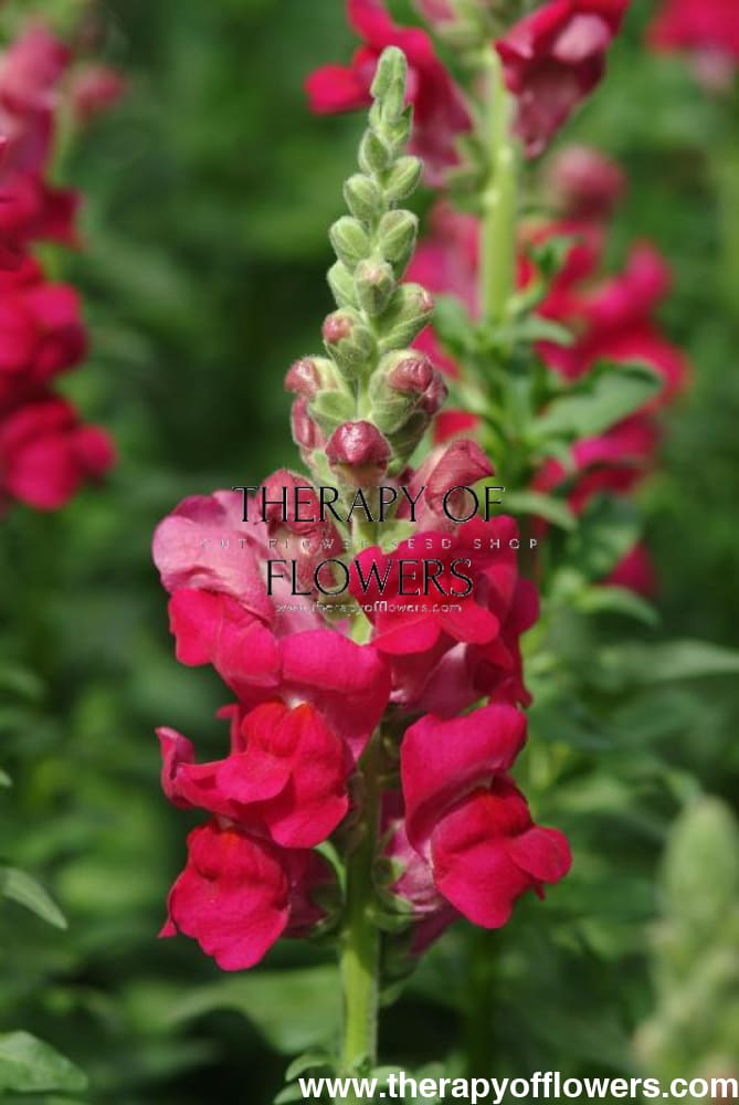 Snapdragon Potomac Royal | Group 3,4 therapyofflowers.com
