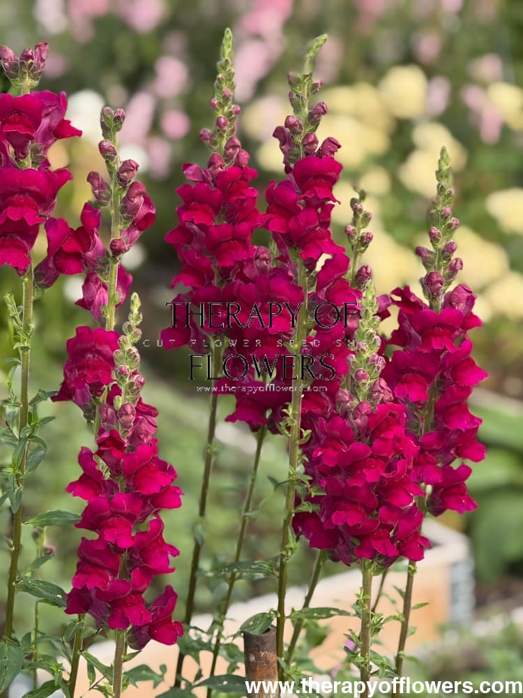 Snapdragon Potomac Royal | Group 3,4 therapyofflowers.com