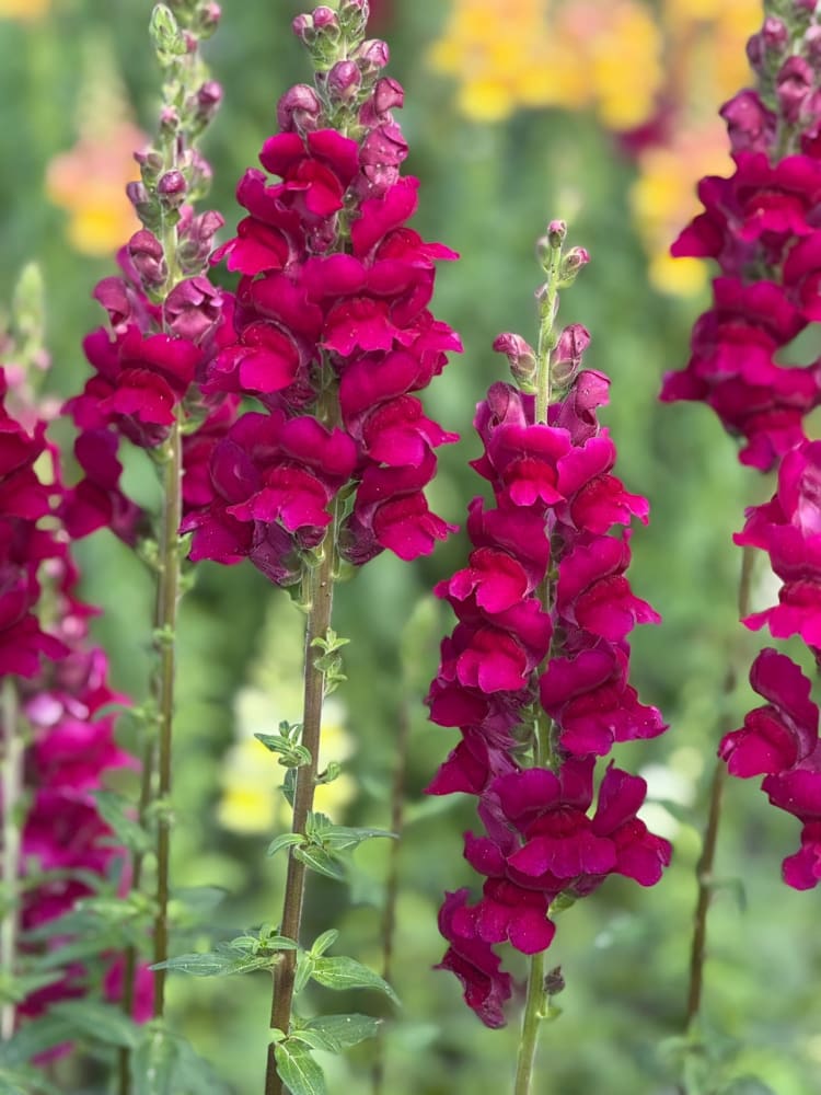 Snapdragon Potomac Royal | Group 3,4 therapyofflowers.com