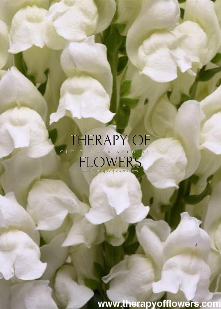 Snapdragon Potomac White | Group 3,4 | Antirrhinum majus therapyofflowers.com