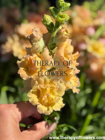 Snapdragon Snapstar Champagne F1 | Group 1,2 | Antirrhinum majus therapyofflowers.com