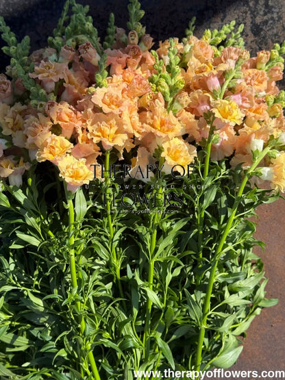 Snapdragon Snapstar Champagne F1 | Group 1,2 | Antirrhinum majus therapyofflowers.com