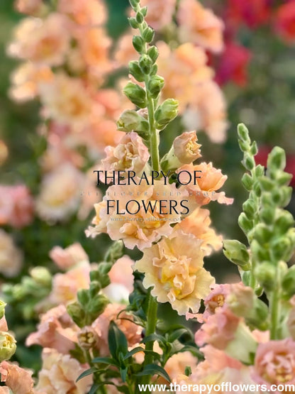 Snapdragon Snapstar Champagne F1 | Group 1,2 | Antirrhinum majus therapyofflowers.com