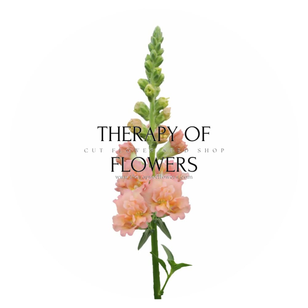 Snapdragon Snapstar Champagne F1 | Group 1,2 | Antirrhinum majus - seeds