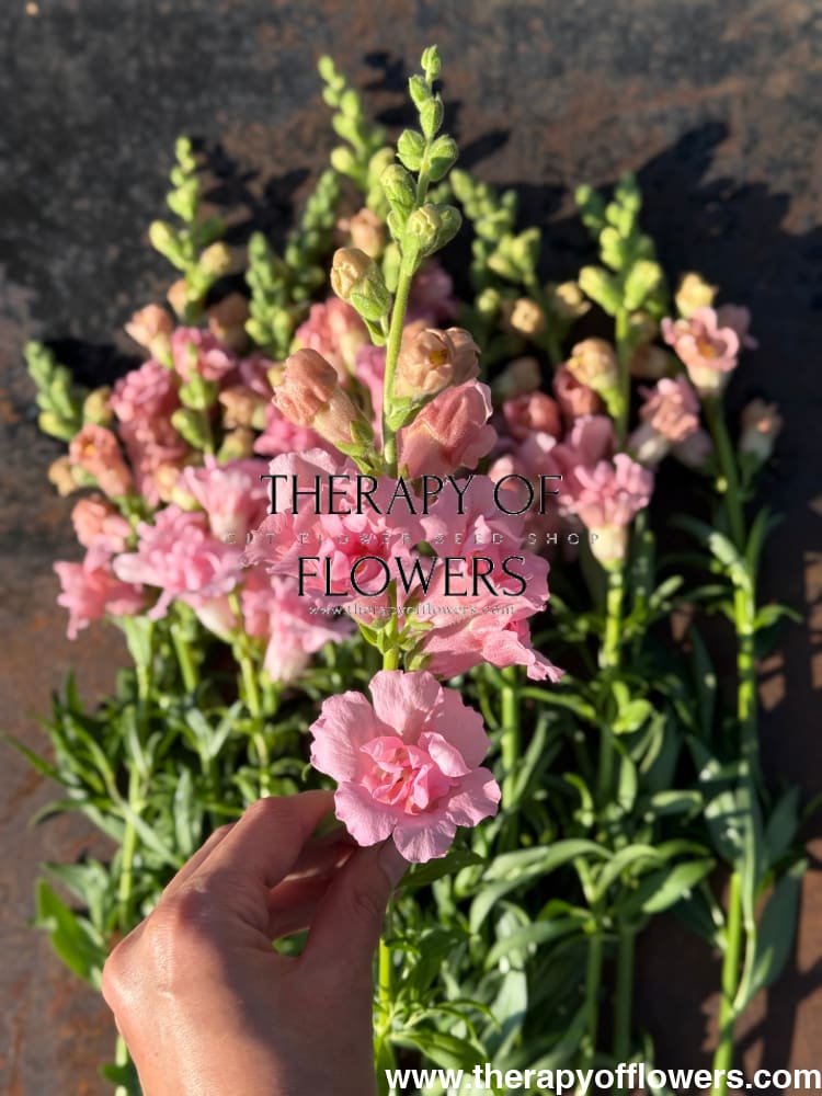 Snapdragon Snapstar Pink F1 | Group 1,2 | Antirrhinum majus therapyofflowers.com