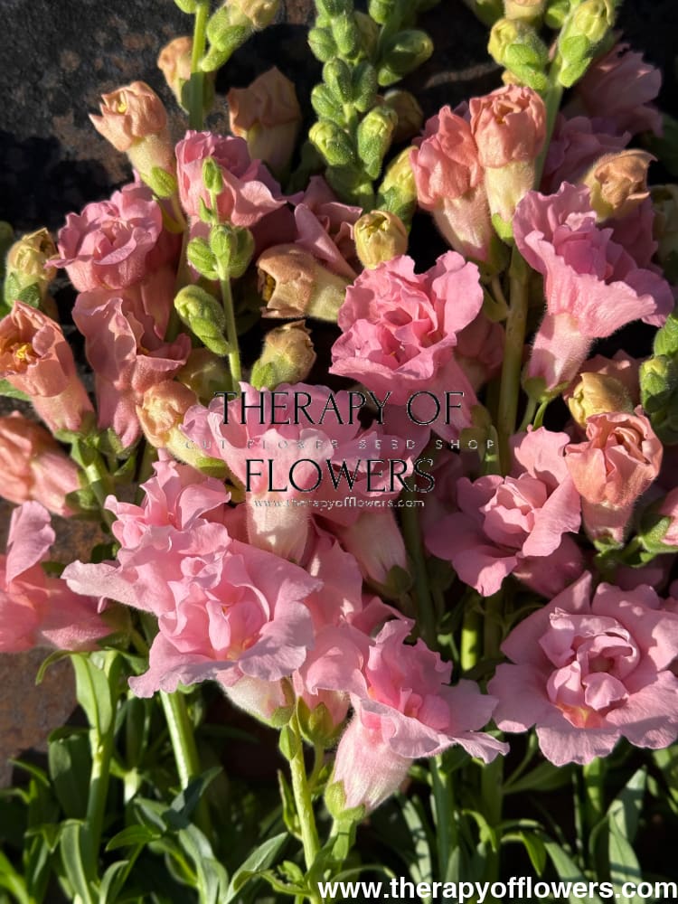 Snapdragon Snapstar Pink F1 | Group 1,2 | Antirrhinum majus therapyofflowers.com
