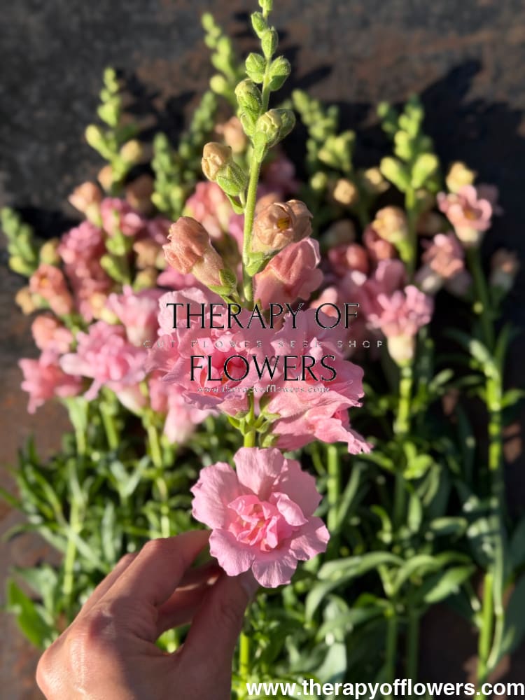 Snapdragon Snapstar Pink F1 | Group 1,2 | Antirrhinum majus therapyofflowers.com