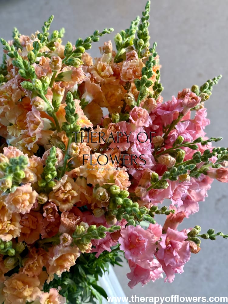 Snapdragon Snapstar Pink F1 | Group 1,2 | Antirrhinum majus therapyofflowers.com