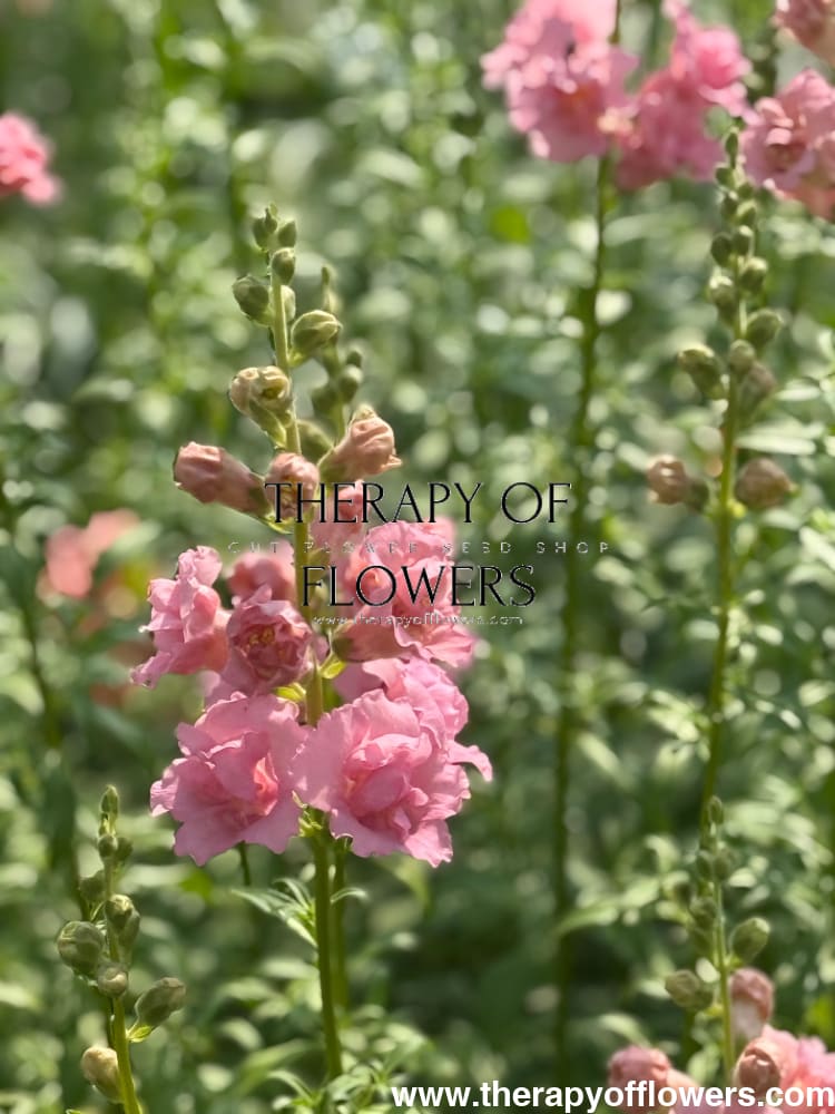 Snapdragon Snapstar Pink F1 | Group 1,2 | Antirrhinum majus therapyofflowers.com