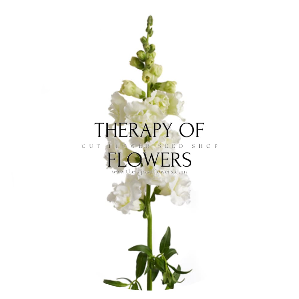 Snapdragon Snapstar White F1 | Group 1,2 | Antirrhinum majus therapyofflowers.com