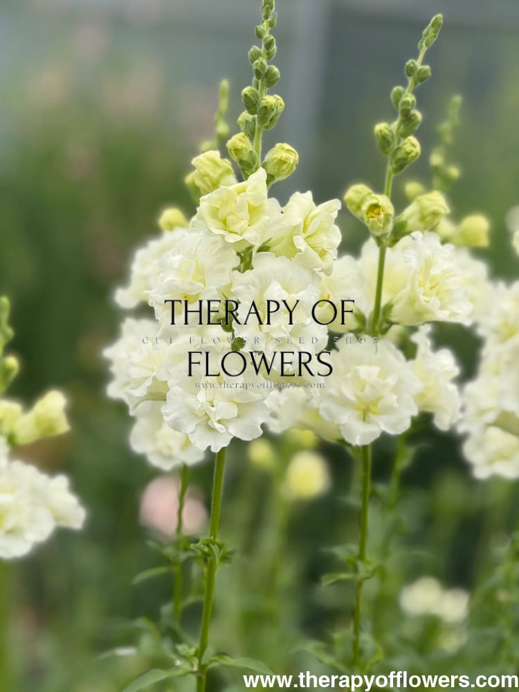 Snapdragon Snapstar White F1 | Group 1,2 | Antirrhinum majus therapyofflowers.com