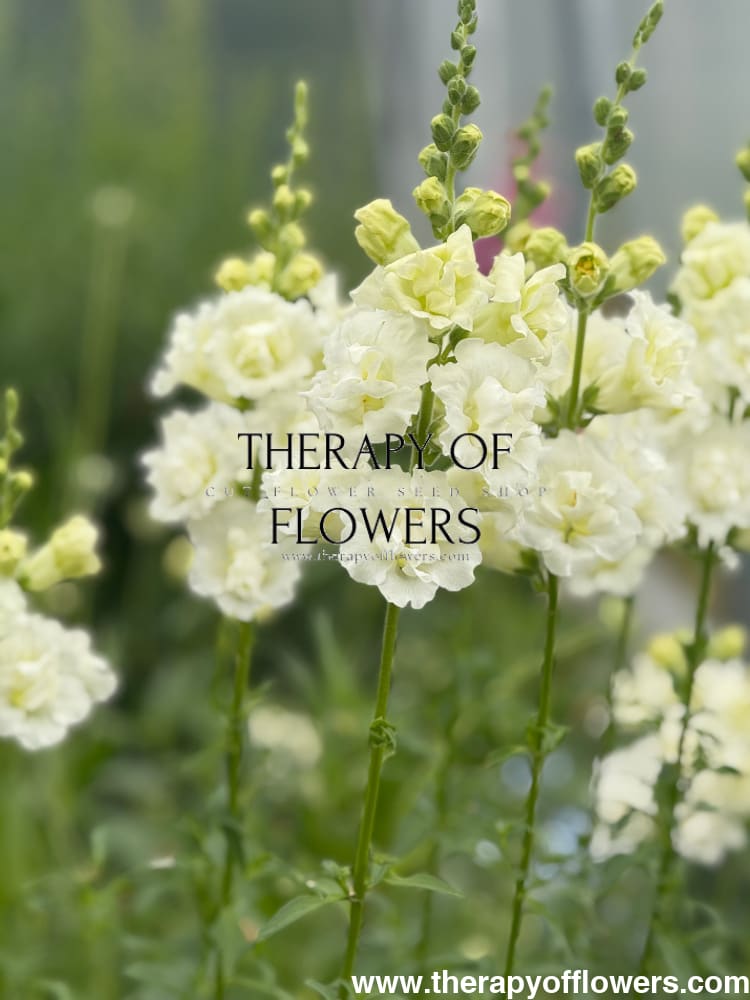 Snapdragon Snapstar White F1 | Group 1,2 | Antirrhinum majus therapyofflowers.com