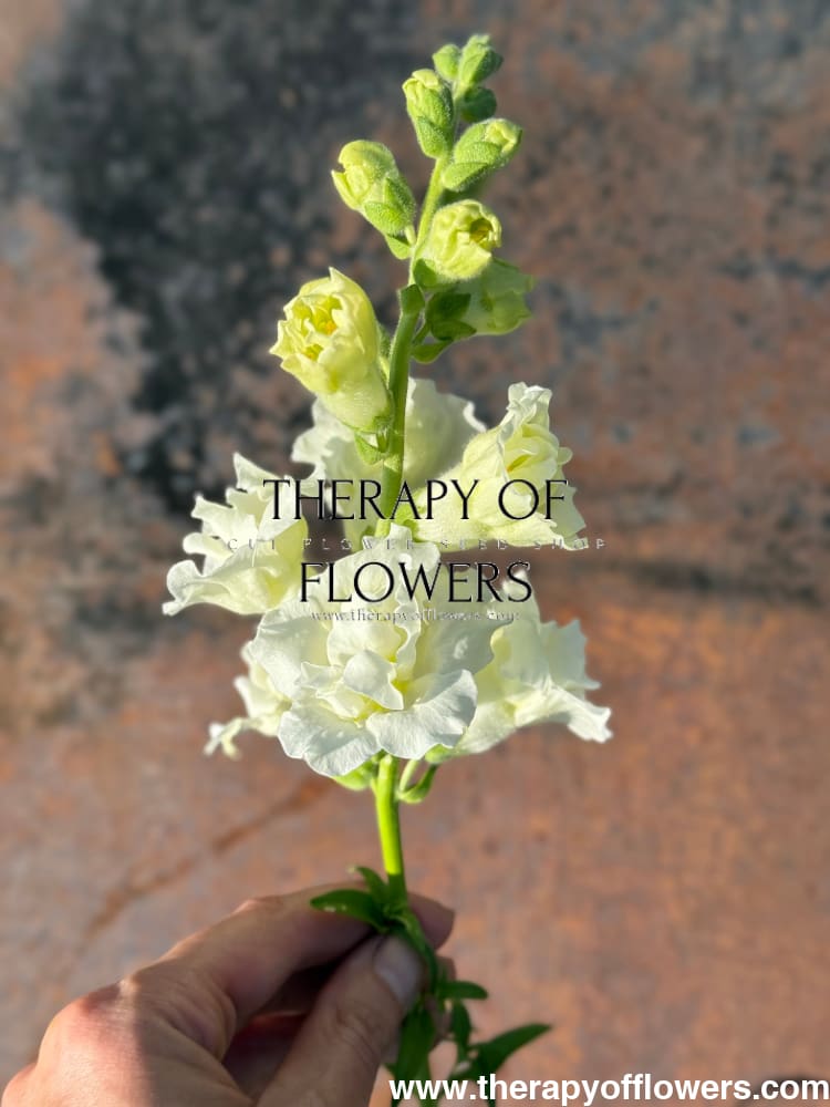 Snapdragon Snapstar White F1 | Group 1,2 | Antirrhinum majus therapyofflowers.com