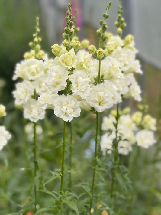 Snapdragon Snapstar White F1 | Group 1,2 | Antirrhinum majus therapyofflowers.com