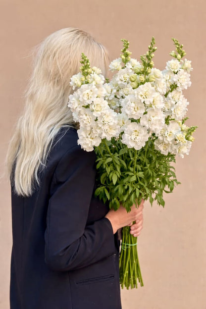 Snapdragon Snapstar White F1 | Group 1,2 | Antirrhinum majus - 20 seeds / White - Seeds