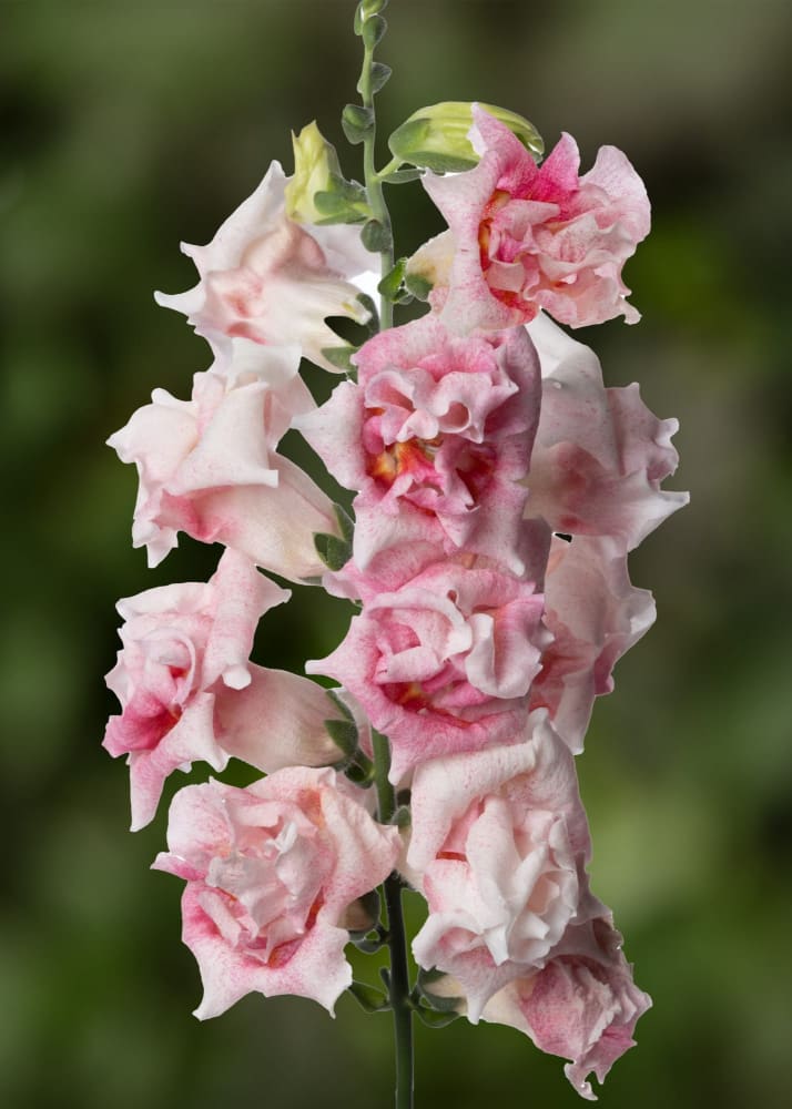 Snapdragon Sweet Duet Appleblossom F1 | Antirrhinum majus | H 30-40 cm therapyofflowers.com