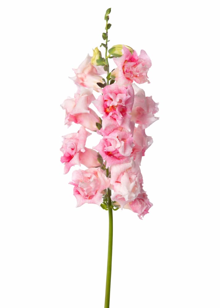 Snapdragon Sweet Duet Appleblossom F1 | Antirrhinum majus | H 30-40 cm - 20 seeds / Appleblossom - Seeds