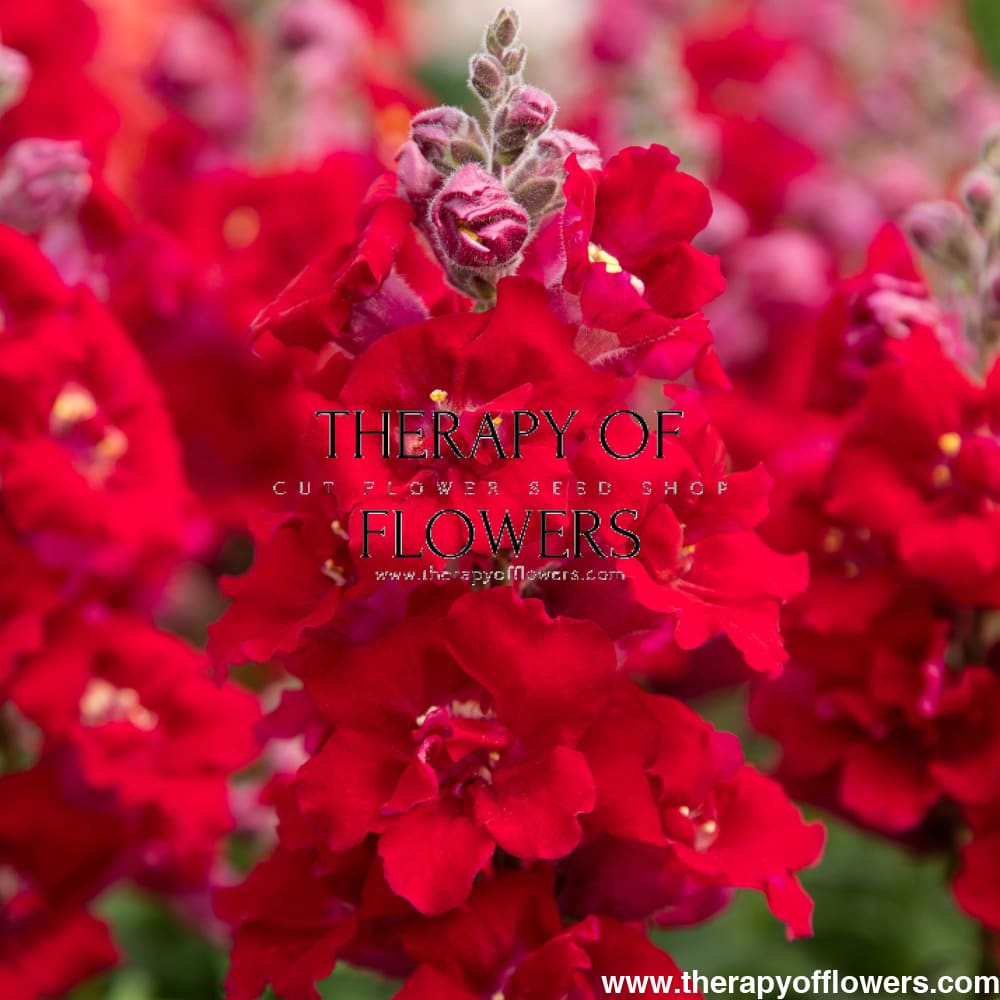 Snapdragon Sweet Duet™ MIX F1 | Antirrhinum majus therapyofflowers.com
