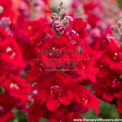 Snapdragon Sweet Duet™ MIX F1 | Antirrhinum majus therapyofflowers.com