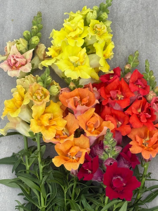 Snapdragon Sweet Duet™ MIX F1 | Antirrhinum majus therapyofflowers.com