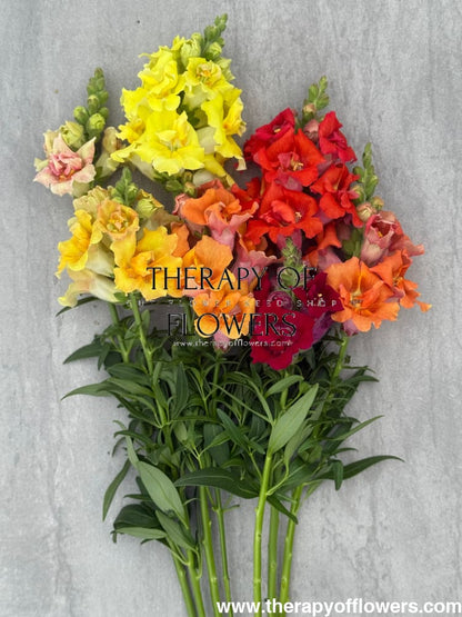 Snapdragon Sweet Duet™ MIX F1 | Antirrhinum majus therapyofflowers.com