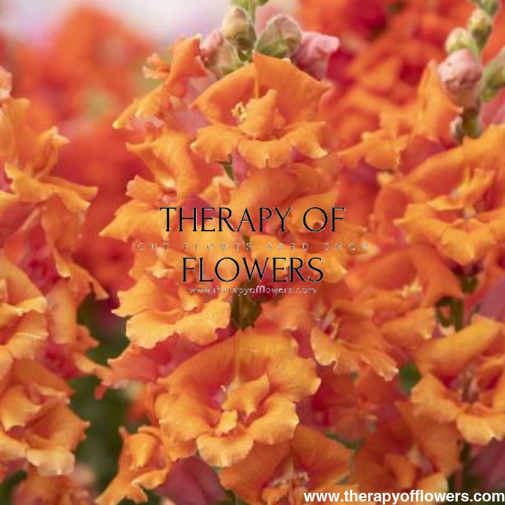 Snapdragon Sweet Duet™ MIX F1 | Antirrhinum majus therapyofflowers.com