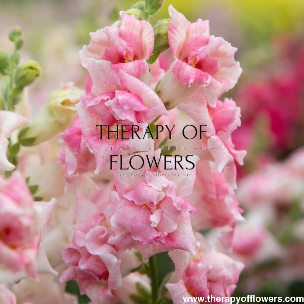 Snapdragon Sweet Duet™ MIX F1 | Antirrhinum majus therapyofflowers.com
