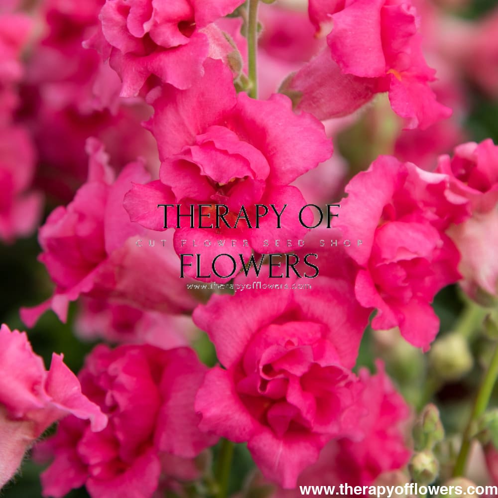 Snapdragon Sweet Duet™ MIX F1 | Antirrhinum majus therapyofflowers.com