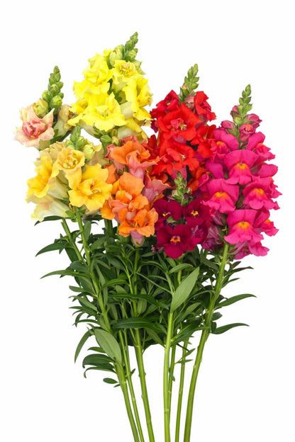 Snapdragon Sweet Duet™ MIX F1 | Antirrhinum majus - 20 seeds / 20-30 cm / Colour MIX - seeds