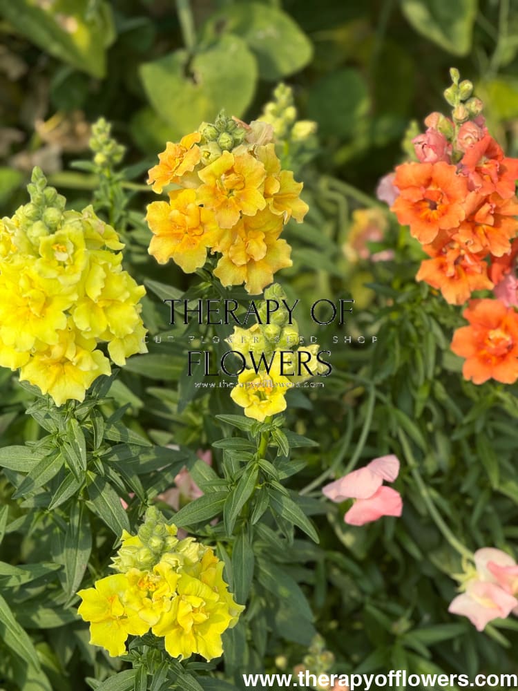 Snapdragon Sweet Duet™ MIX F1 | Antirrhinum majus therapyofflowers.com