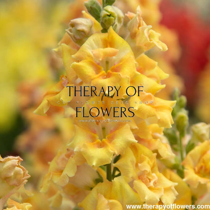 Snapdragon Sweet Duet™ MIX F1 | Antirrhinum majus therapyofflowers.com