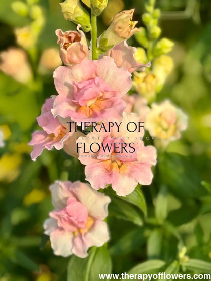 Snapdragon Twinny Double Appleblossom F1 | Antirrhinum majus therapyofflowers.com